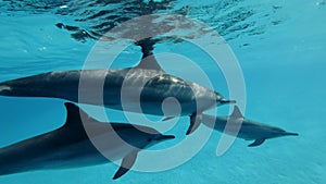 Closeup, Family of dolphins alongside swim under surface of the blue water in the morning sun rays.