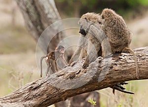 Closeup of family of Olive Baboons