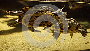 Closeup of family of two turtles swimming in sea water behind aquarium glass