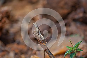 Closeup of a fan-throated lizard (Sitana ponticeriana) with a nature background.