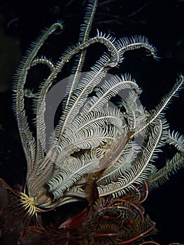 Closeup with fanworms and feather dusters are among some of the most beautiful soft coral during the night dive in Sabah, Borneo.