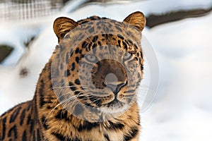 Closeup of a Far Eastern Amur Leopard