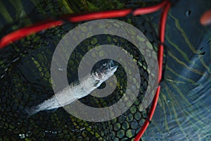 Closeup of fario trout caught by fisherman