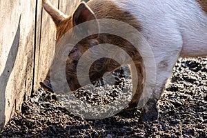 Closeup of a farm pig foraging for food on a muddy ground