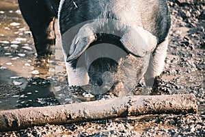 Closeup of a farm pig foraging for food on a muddy ground  near a log