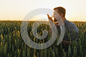 Closeup of the farmer checking the quality of the new crop at the wheat field. Agricultural worker holds the golden