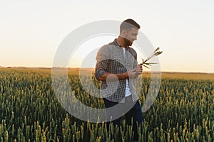 Closeup of the farmer checking the quality of the new crop at the wheat field. Agricultural worker holds the golden