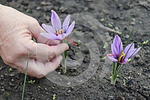 Closeup of a farmer, collects Crocus sativus, commonly known as saffron crocus, or autumn crocus.The crimson stigmas called