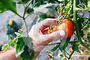 Closeup of farmer hand picking ripe tomato fruit in organic garden