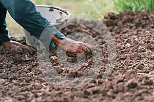 closeup farmer hand planting onion in garden