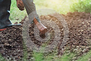 closeup farmer hand planting onion in garden