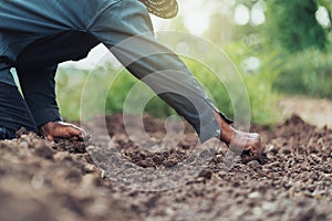 closeup farmer hand planting onion in garden