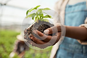 Closeup of farmer holding cultivated soil. hands of farmer holding sprouting plant in soil. Farmer holding dirt with