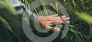 Closeup of farmer's hand gently touching green ripening barley ears in cultivated field, concept of organic agricultural photo