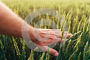 Closeup of farmer's hand gently touching green ripening wheat ears in cultivated field,