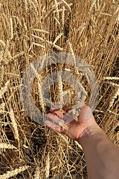 Closeup of farmer`s hand over wheat ears growing in summer. Agricultural growth and farming concept