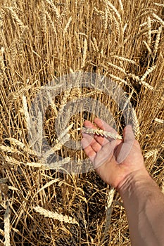 Closeup of farmer`s hand over wheat ears growing in summer. Agricultural growth and farming concept