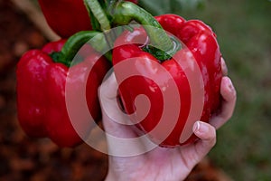 Closeup of farmer`s hands harvest a Bell pepper in the garden. Farmers hands with fresh Bell pepper