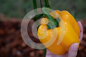 Closeup of farmer`s hands harvest a Bell pepper in the garden. Farmers hands with fresh Bell pepper