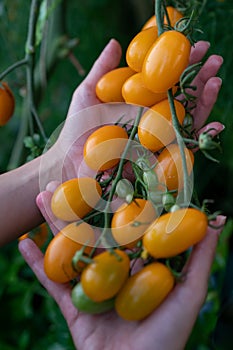 Closeup of farmer`s hands harvest a Tomato in the garden. Farmers hands with fresh tomatoes