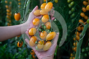 Closeup of farmer`s hands harvest a Tomato in the garden. Farmers hands with fresh tomatoes