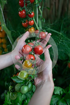 Closeup of farmer`s hands harvest a Tomato in the garden. Farmers hands with fresh tomatoes