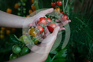 Closeup of farmer`s hands harvest a Tomato in the garden. Farmers hands with fresh tomatoes