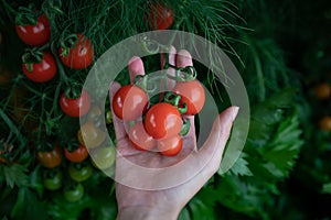 Closeup of farmer`s hands harvest a Tomato in the garden. Farmers hands with fresh tomatoes