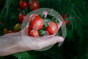 Closeup of farmer`s hands harvest a Tomato in the garden. Farmers hands with fresh tomatoes