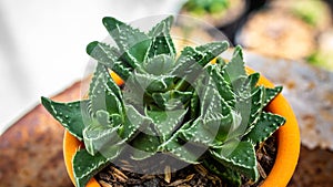 Closeup of Faucaria Tigrina.