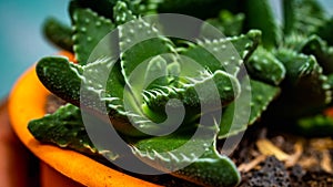 Closeup of Faucaria Tigrina