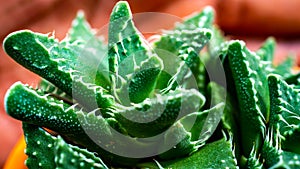 Closeup of Faucaria Tigrina