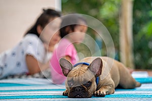 Closeup of a fawn french bulldog lying on the blanket with people in the background.