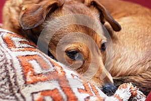 Closeup of a fawncolored dog with whiskers laying comfortably on a pillow