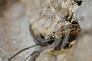 Closeup on a fearful looking common wall lizard, Podarcis muralis , peaking out of her nest