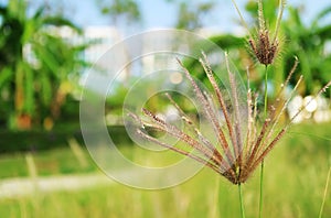 Closeup of Feather Fingergrass in the Sunshine Garden