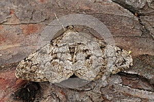 Closeup on the Feathered Beauty geometer moth, Peribatodes secundaria sitting on wood photo
