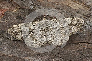 Closeup on the Feathered Beauty geomter moth,Peribatodes secundaria sitting on wood photo