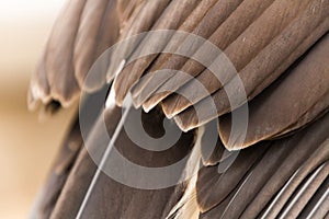 Closeup of feathers of a captive Harris Hawk parabuteo unicinctus, falconry