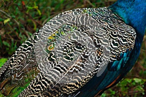 Closeup of feathers of peacock.