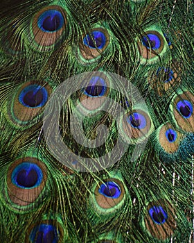 Closeup of the feathers of a peacock with gorgeous blue and green pattern - peacock feather texture