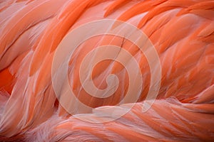 Closeup of the feathers of a pink carribean Greater Flamingo in South Africa