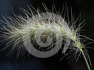 Closeup of feathertop ornamental grass with a dark background