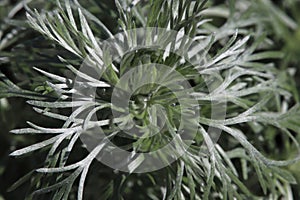 Closeup of the feathery leaves on a Silver Mound plant