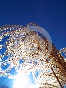 closeup of feathery plume of ornamental pampas grass in sunlight in summer