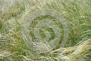 Closeup of feathery spikes of Stipa in May