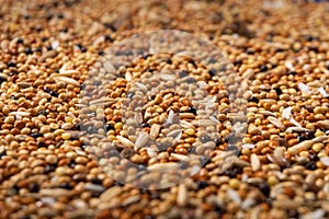 Closeup of a feed for Budgerigar. Closeup of grain, bird feed