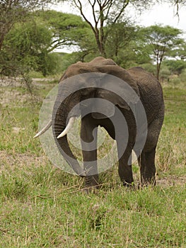 Closeup of a female African Elephant