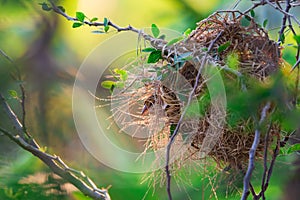 Closeup female Asian golden weaver (Ploceus hypoxanthus) hiding in the nest.