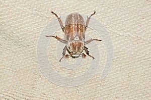 Closeup the female beetle Polyphylla alba